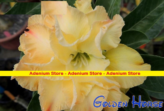 New Adenium \'Golden Horse\' 5 Seeds